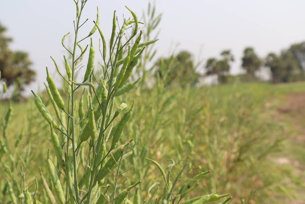 Mustard Stalk